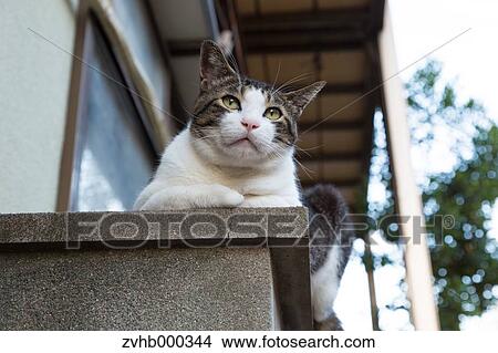 Stray Cat View Large Photo Image Picture - Stray Cat. Fotosearch
