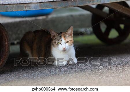 Stray Cat View Large Photo Image Picture - Stray Cat. Fotosearch
