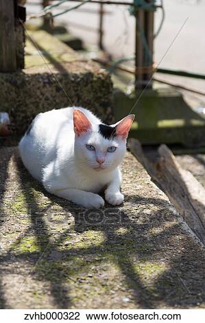 Stock Image - Stray Cat. Fotosearch