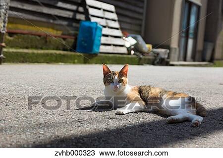 Stray Cat View Large Photo Image Stock Image - Stray Cat. Fotosearch