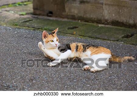 Stray Cat View Large Photo Image Stock Image - Stray Cat. Fotosearch