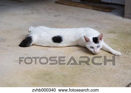 Stock Image - Stray Cat. Fotosearch