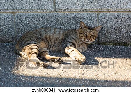 Stock Image - Stray Cat. Fotosearch