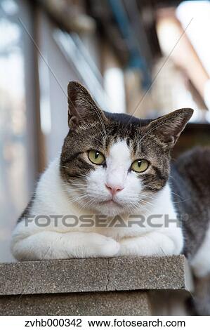 Stray Cat View Large Photo Image Stock Image - Stray Cat. Fotosearch