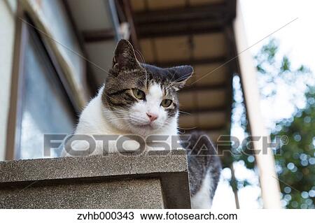 Stock Image - Stray Cat. Fotosearch