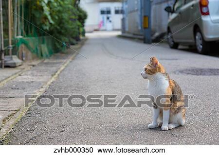 Stock Image - Stray Cat. Fotosearch
