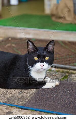 Stock Image - Stray Cat. Fotosearch