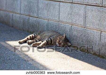 Stock Image - Stray Cat. Fotosearch