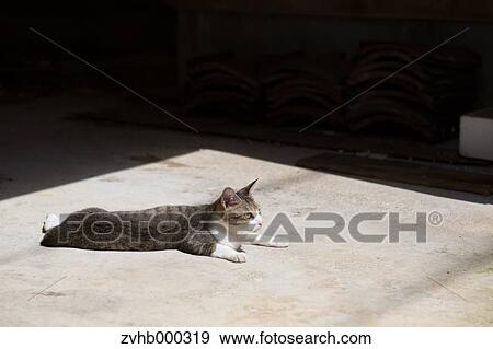 Stray Cat View Large Photo Image Stock Photo - Stray Cat. Fotosearch