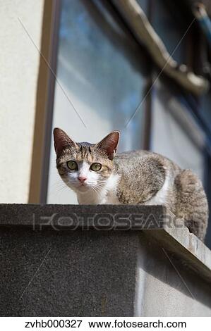 Stray Cat View Large Photo Image Stock Photo - Stray Cat. Fotosearch