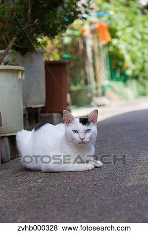 Stock Photo - Stray Cat. Fotosearch
