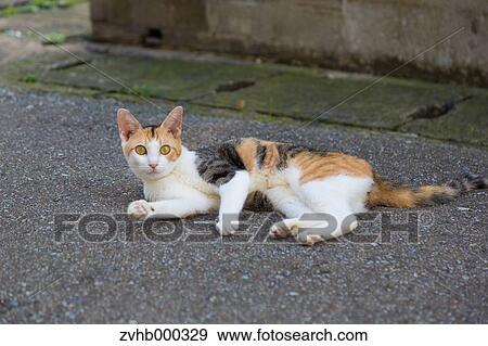 Stock Photo - Stray Cat. Fotosearch