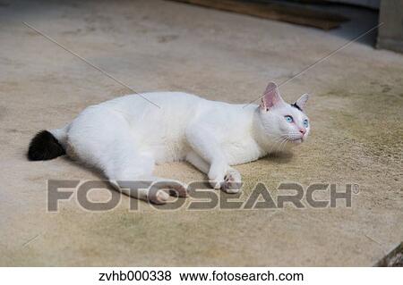 Stock Photo - Stray Cat. Fotosearch