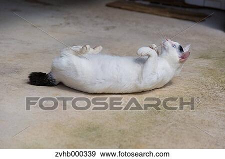 Stock Photo - Stray Cat. Fotosearch
