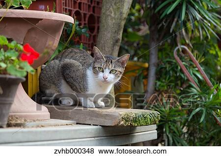 Stock Photo - Stray Cat. Fotosearch