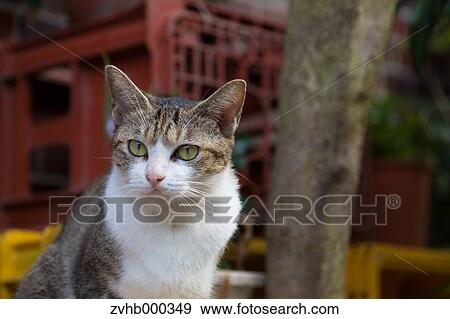 Stray Cat View Large Photo Image Stock Photo - Stray Cat. Fotosearch