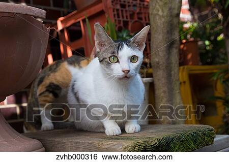 Stock Photograph - Stray Cat. Fotosearch