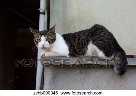 Stock Photograph - Stray Cat. Fotosearch