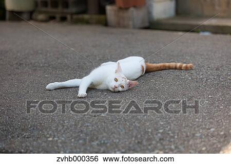 Stock Photograph - Stray Cat. Fotosearch