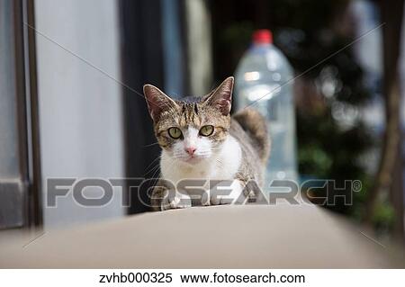Stray Cat View Large Photo Image Stock Photography - Stray Cat. Fotosearch