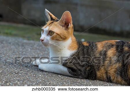 Stray Cat View Large Photo Image Stock Photography - Stray Cat. Fotosearch