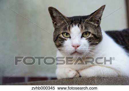 Stray Cat View Large Photo Image Stock Photography - Stray Cat. Fotosearch