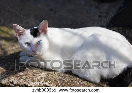 Stock Photography - Stray Cat. Fotosearch