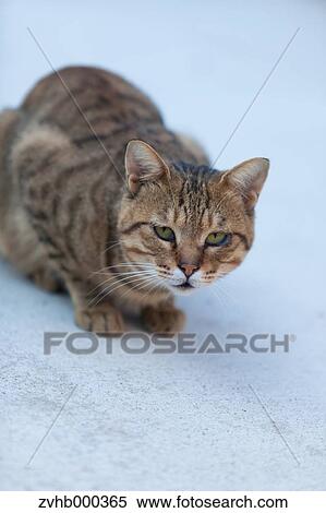 Stock Photography - Stray Cat. Fotosearch