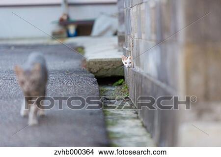 Picture - Stray Cats. Fotosearch