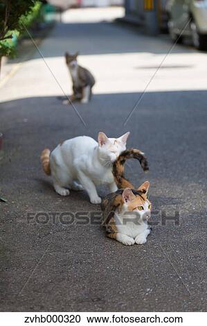 Stray Cats View Large Photo Image Stock Image - Stray Cats. Fotosearch