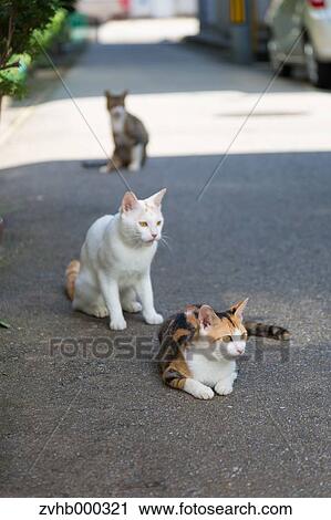 Stray Cats View Large Photo Image Stock Image - Stray Cats. Fotosearch
