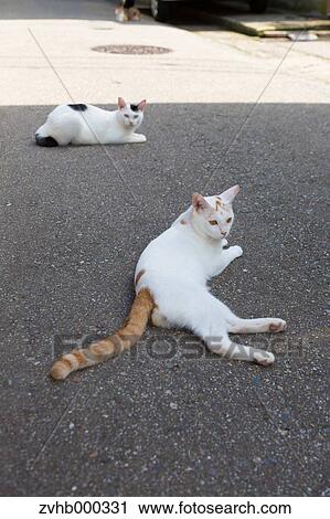 Stock Image - Stray Cats. Fotosearch