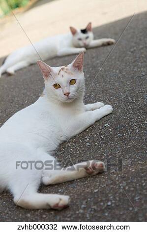 Stray Cats View Large Photo Image Stock Image - Stray Cats. Fotosearch