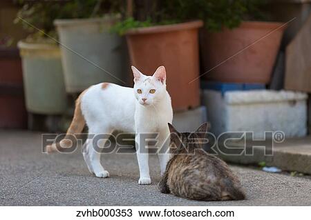 Stray Cats View Large Photo Image Stock Image - Stray Cats. Fotosearch