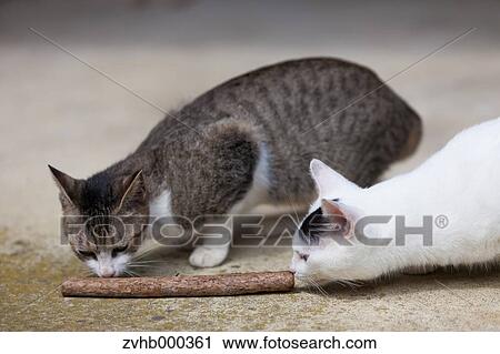Stock Image - Stray Cats. Fotosearch