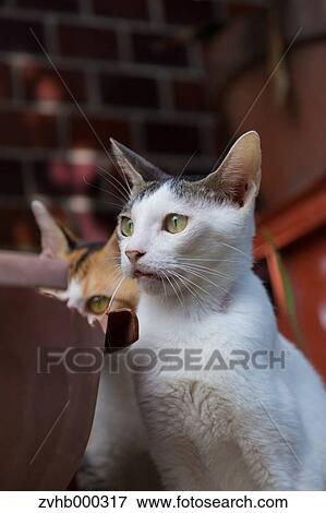 Stray Cats View Large Photo Image Stock Photo - Stray Cats. Fotosearch