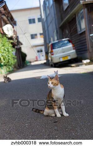 Stray Cats View Large Photo Image Stock Photo - Stray Cats. Fotosearch