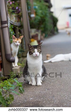 Stock Photo - Stray Cats. Fotosearch