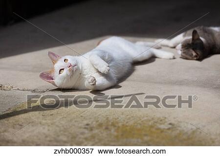 Stock Photo - Stray Cats. Fotosearch