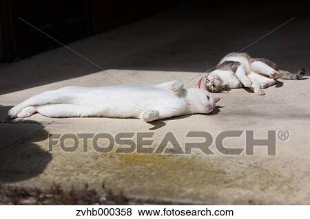 Stock Photo - Stray Cats. Fotosearch