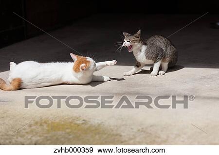 Stock Photo - Stray Cats. Fotosearch