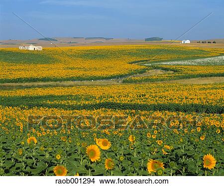 Sunflower field View Large Photo Image Picture - Sunflower field. Fotosearch
