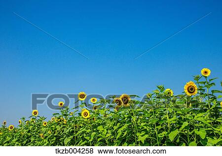 Sunflower field View Large Photo Image Stock Photo - Sunflower field. Fotosearch