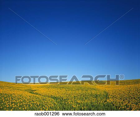 Sunflower field View Large Photo Image Stock Photograph - Sunflower field. Fotosearch