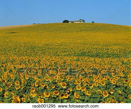 Sunflower field View Large Photo Image Stock Photography - Sunflower field. Fotosearch