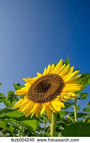 Stock Image - Sunflower. Fotosearch