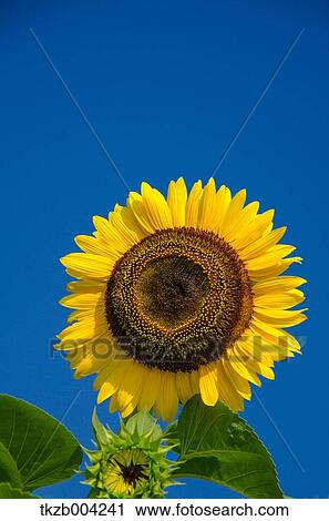 Sunflower View Large Photo Image Stock Image - Sunflower. Fotosearch