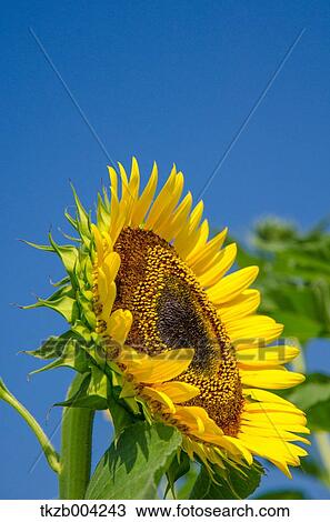 Stock Image - Sunflower. Fotosearch