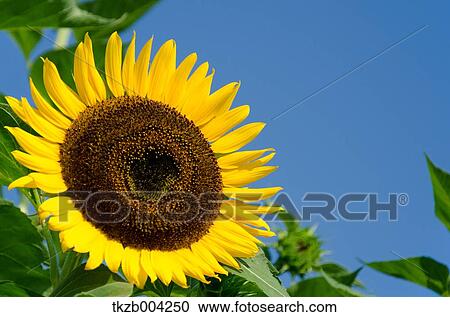 Sunflower View Large Photo Image Stock Image - Sunflower. Fotosearch