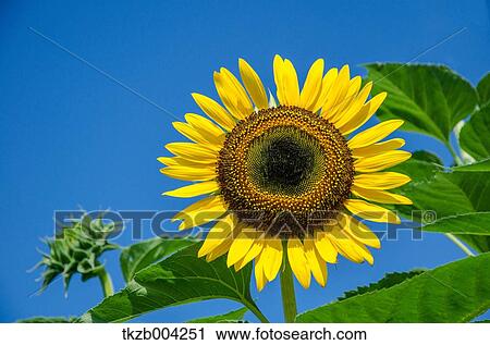 Stock Image - Sunflower. Fotosearch